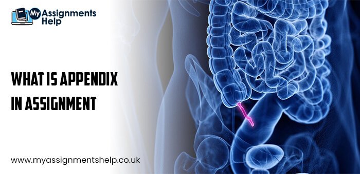 WHAT IS APPENDIX IN ASSIGNMENT
